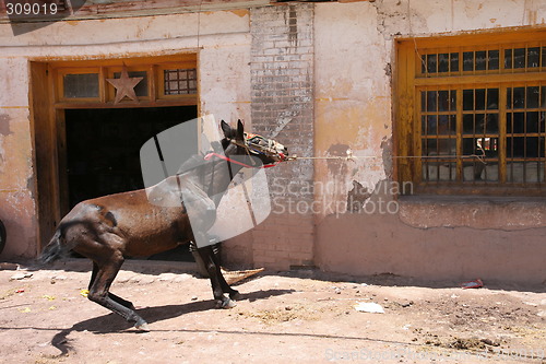 Image of Horse trying to pull its way to freedom