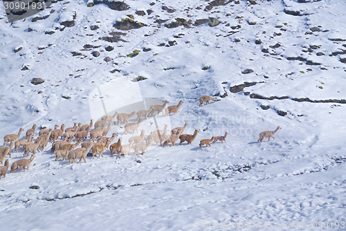 Image of Herd of Llamas in Andes