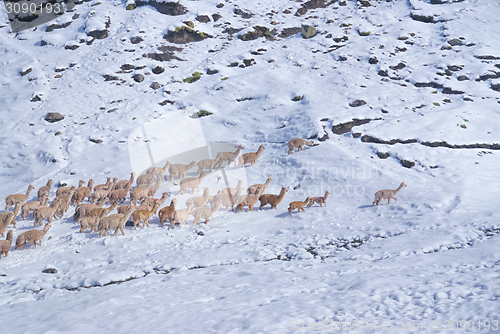 Image of Herd of Llamas in Andes