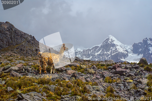 Image of Ausangate, Andes