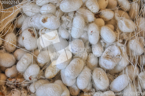 Image of Silk cocoons