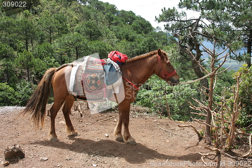 Image of Tibetan horse in nature