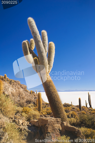 Image of Cactus by slat planes