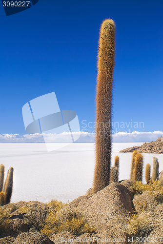 Image of Cactus by slat planes