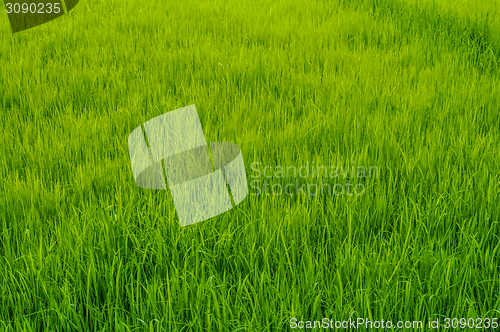 Image of Rice field