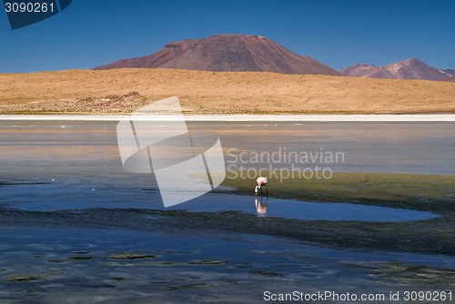 Image of Flamingo