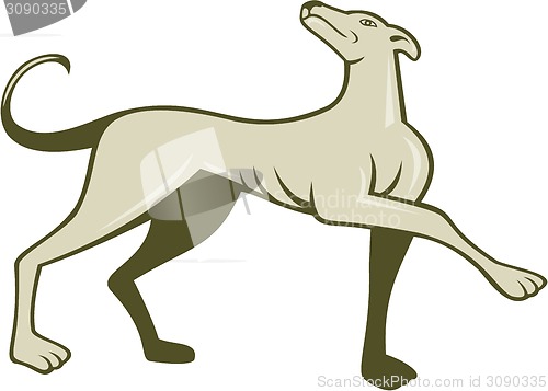 Image of Greyhound Dog Marching Looking Up Cartoon