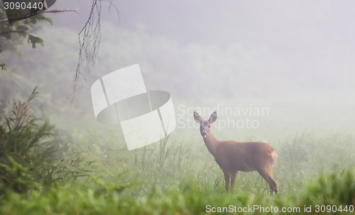 Image of Deer in morning fogg