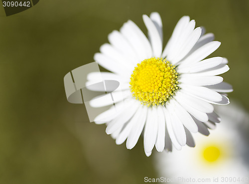 Image of Spring flower