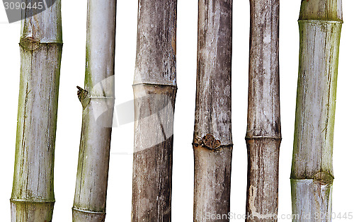 Image of Dry stalks of bamboo