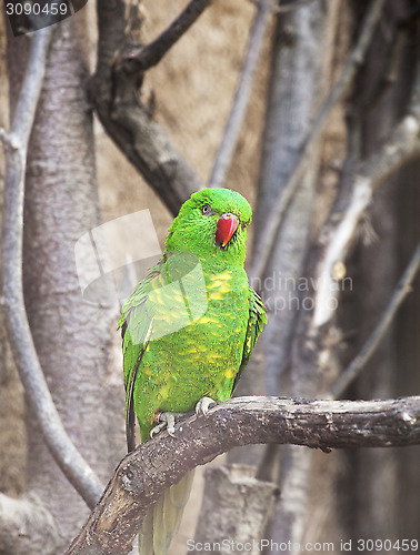 Image of Scaly-breasted lorikeet