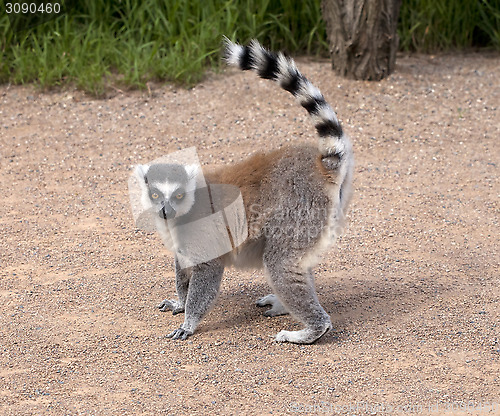 Image of Lemur