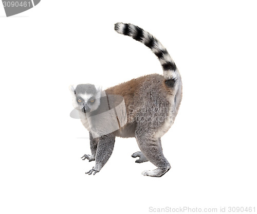 Image of Lemur