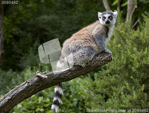 Image of Lemur