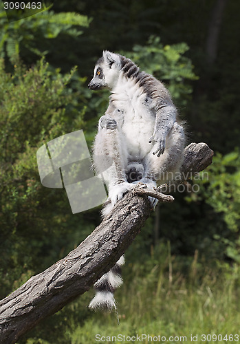 Image of Lemur