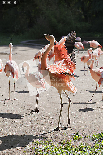 Image of Red flamingo