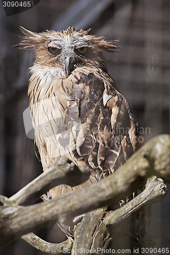 Image of Buffy fish owl