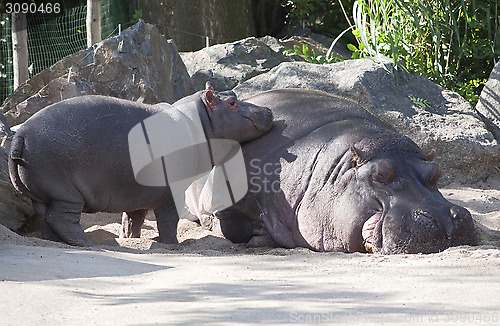 Image of Two hippos, mother and child