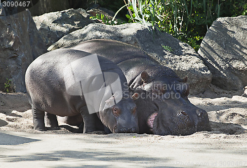 Image of Two hippos, mother and child