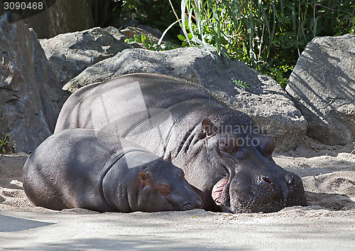 Image of Two hippos, mother and child