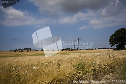 Image of cereal fields