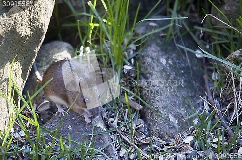 Image of garden mouse