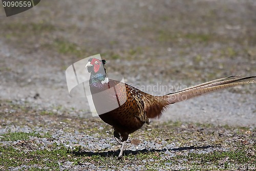 Image of pheasant cock