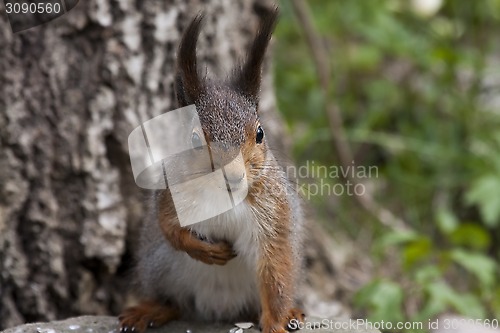 Image of red squirrel