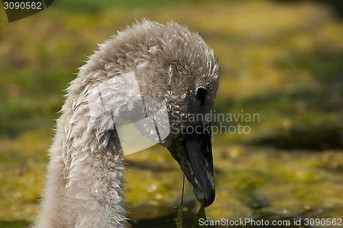 Image of baby swan