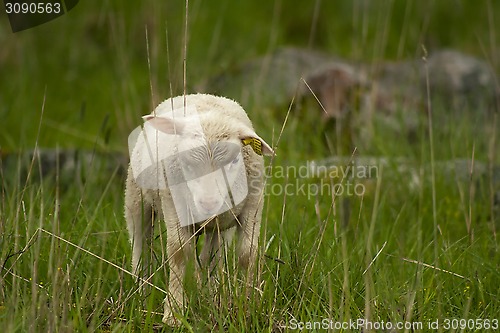 Image of lamb