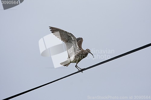 Image of eurasian curlew