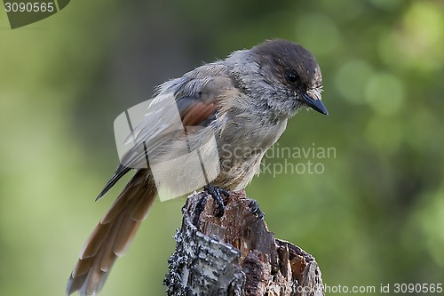 Image of siberian jay