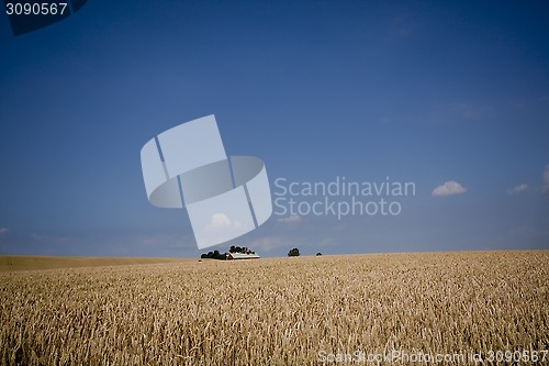 Image of cereal field