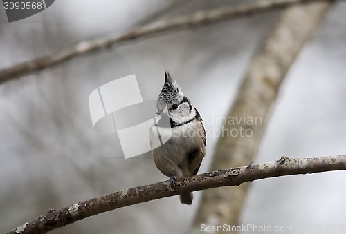 Image of crested tit