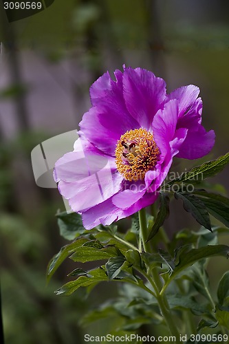 Image of pink flower
