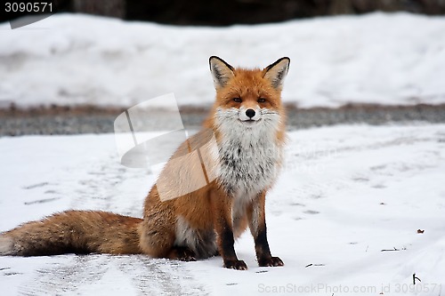 Image of fox in snow