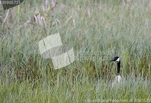 Image of canada goose