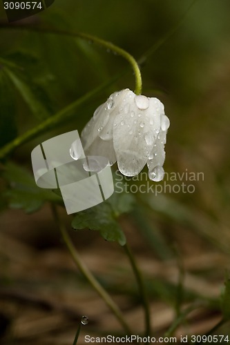 Image of wood anemone