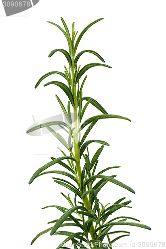 Image of Rosemary