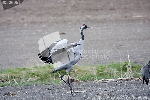 Image of walking crane