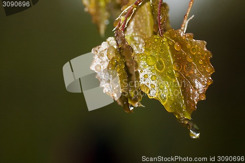 Image of wet leaves