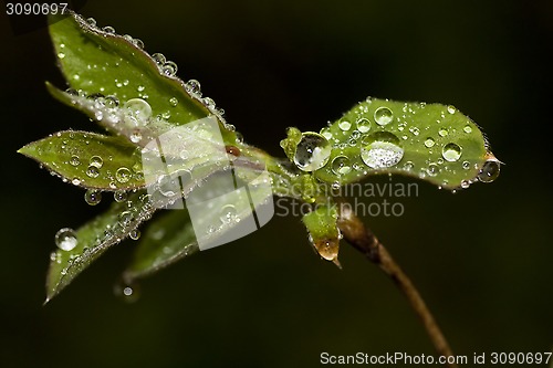 Image of wet leaf