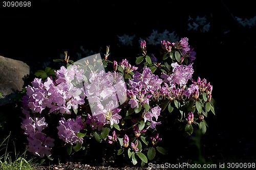 Image of rododendron