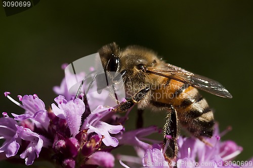 Image of honey bee