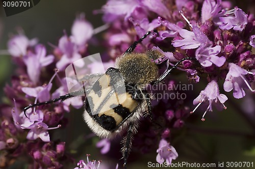 Image of beetle bee