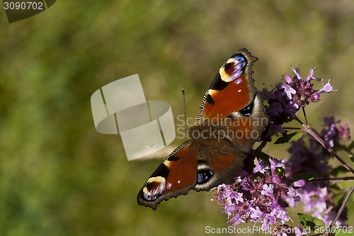 Image of peacock butterfly