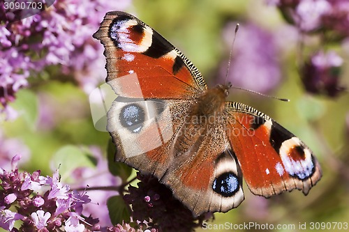 Image of peacock butterfly