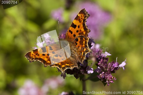 Image of comma