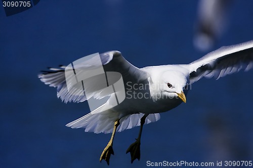 Image of gull over water