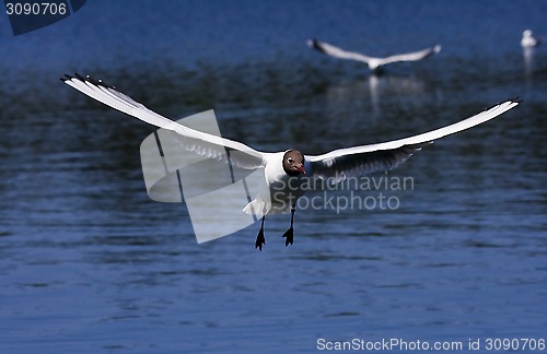 Image of black headed gull